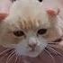 SQUISH THAT CAT Parody