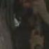 CHE Guevara Wmv