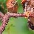 Small Birds Feed Cuckoo Chicks
