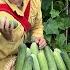 Mother And Son Pick Cucumbers To Sell At The Market To Earn Money Lý Tiểu Hy
