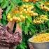 Harvesting Fresh Yellow Cherries In The Garden And Making The Famous Jam In The Village