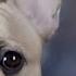 Приют для собак в Гуанчжоу В Китае едят собак Sakun Dogshelter United Love