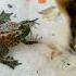 Lompat Si Katak Lompat Shorts