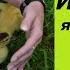 Инкубация яиц мускусной утки индоутки Мой опыт Incubation Of Eggs Of Musky Duck Indo Duck