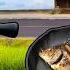 Walmart Vs Bass Pro Shops Catch And Cook Challenge