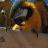 Outdoor Macaw Games I