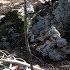 Solo Overnight Forest Bushcraft Camp