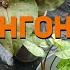 Сад сингониумов Syngonium Garden
