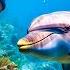 Deeply Relaxing Underwater Sounds 12 Hours Deep Ocean Sounds Sleep Relax Study Meditation