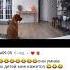 Собака передвинула камеру чтобы тайно съесть еду со стола но кот песня комментарии юмор