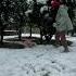 Firstsnow сніжний шитцу перший щенокмилашка вулиця місто