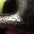 How To Train Your Dragon 3 Toothless Comes Back Fandango Family