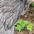 Птица счастья амераукана Chicken Ameraucana куры жизньвдеревне ферма птицеводство Trending