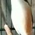 Suara Burung Pentet Cendet Isian Cililin Dan Tengkek