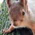 Та самая подвисшая белка которая играет в гляделки The Squirrel Who Was Thinking