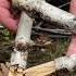 Survival Skills How To Start A Fire With Wet Wood Survival Camping Ca Lifehacks