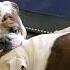 Bulldogs Tried To Sleep Using Big Sister As Head Rest May 28 2023