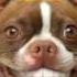 Pedigree Dentastix Doggie Dentures