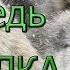 Исповедь волка