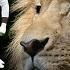 Lions Need Pass Rush Help