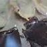 The History Of Paan Recommended In The Kama Sutra And Praised By Ayurveda Practitioners