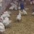 Куры несутся зимой как летом часть 2 Chickens Rush In Winter As Summer Part 2