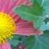 Express Polka Schnell Op 311 Johann Strauss II