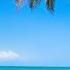 ТРОПИЧЕСКИЙ РАЙ ПОД ЗВУКИ ФОРТЕПИАНО ПАЛЬМЫ СОЛНЦЕ И ПЕСОК TROPICAL PARADISE