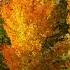 Autumn In Australia Autumn Melbourne Beauty Nature Music Love