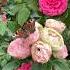 Роза Пинк Пиано Pink Piano и Брайдл Пиано Bridal Piano Rose Garden роза Flowers Gardening