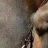 Конный спорт Equestrian Sport Faded