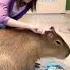 Capybara Video From TikTok Capybara Tiktok Love Youtube Youtubeshorts Shorts