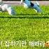 댕댕이 도망가 Run Away