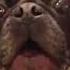I Woof You