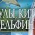 Акулы киты и дельфины Популярная детская энциклопедия