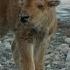Baby Bison Takes On Wolf And Wins America S National Parks