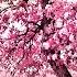 Music For Morning Awakening And Mood Uplifting Good Music For The Soul And Cheerfulness