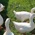 Goose гуси у соседей жизнь в деревне деревенские будни Duck забавные смешные животные природа