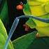 A Fairy Tale Like An Ant Hurried Home To Listen To An Audio Fairy Tale Like An Ant Hurried Home