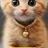 APT By Cat Must Listen Apt Cat Catsinging
