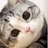 Kucing Lucu Cat Meong Kucing
