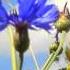 Синие васильки и небо Blue Cornflowers And Sky