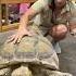 BIg Vs Small Sulcata Tortoise