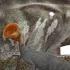 What Dinosaurs ACTUALLY SOUNDED LIKE Dinosaur Vocalization Study Jurassic Edition