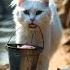 Emotional Cat And Fish Story Heart Touching Animal Bond Peacfull River Moment Ai Shorts