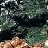 RED XIII PUPS ᴷ 11 Advent Children COMPLETE FFVII