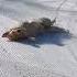 Golden Retriever Enjoys Sliding On Snow