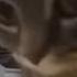 CHIPI CHIPI CHAPA CHAPA CAT 1 MINUTE