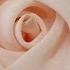 DIY Chiffon Rose Fabric Rose Tutorial How To Make