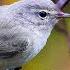Пеночка теньковка Chiffchaff